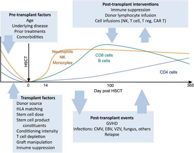 affected by older age and GVHD, and other factors that can impair thymopoiesis (Clave et al. 2005, Gress et al. 2010, Sairafi et al. 2012).