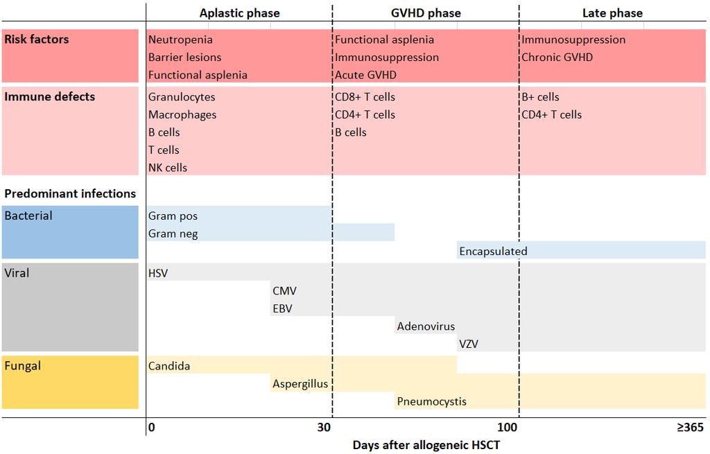 Figure 13: Major immune defects and selected spectra of predominant infections after allogeneic HSCT. Extrapolated from Tomblyn and Ljungman (Tomblyn et al. 2009, Ljungman et al. 2016).