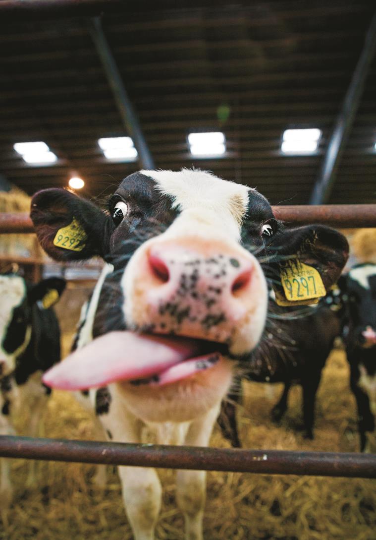 Biogasen ett grönt lyft En cirkulär ekonomi där avfall blir en resurs. Biogasen bidrar till att flera av miljömålen uppfylls.