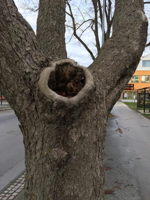 Trädart - (vetenskapligt och svenskt namn) Stamomfång, mätt 1,3 meter ovan mark (i brösthöjd), angivet i meter Stamdiameter, mätt 1,3 meter ovan mark ( i brösthöjd) angivet i meter (=stamomfång/3,14)