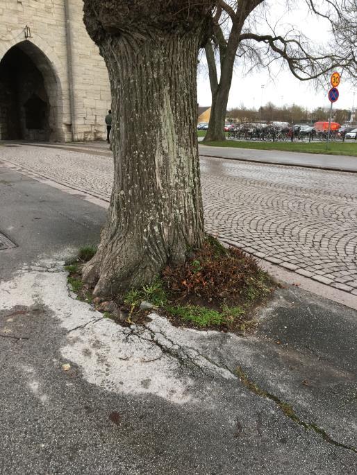 Trädens stamomfång varierar mellan 1,20 och 3,43 meter, det sistnämnda motsvarar en stamdiameter på 1,09 meter. Detta träd avser en skogsalm vid Ica Atterdags parkering, tyvärr fult tillbakaskuren.