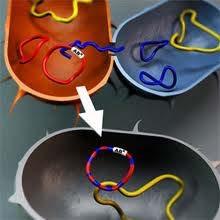 ESBL carba extended spectrum betalactamase Tarmbakterier (t. ex e.