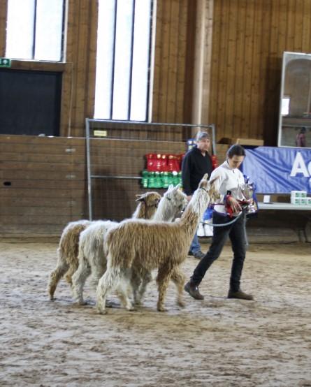 Suri Inga championat delades ut av domaren i Suri klasserna Klass 220 Brun Junior, Hingst 070 ASK Cortez Född: 2018-07-20 Fader: MLA Ernesto Moder: Bonita Ägare: Julia och Toni Gort Klass 224 Fawn