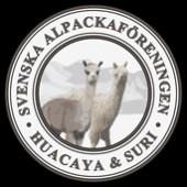 Snabbinformation om alpackor Alpackan tillhör kamelidsläktet och började hållas som husdjur för ca 7000 år sen Har i alla tider använts för sin fina ull som är mycket finfibrig, stark, varm och