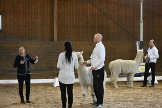 Supreme Champion Huacaya 062 289 Nybo Joker Född: 2016-05-29