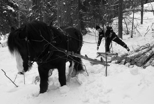 Skogsgallringen i Ellagård avslutad Under flera månader har röjningen och gallringen pågått i Ellagårds olika skogsområden.