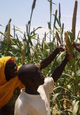 Exempel landsbygd Matsäkerhet 500 miljoner småskaliga jordbruk i utvecklingsländer försörjer ca