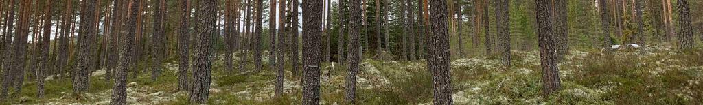 Enligt inventeringen omfattar skogsmarken 64,9 ha med ett