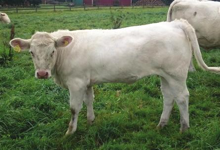Katalog nr 9 1162 M Eveline av