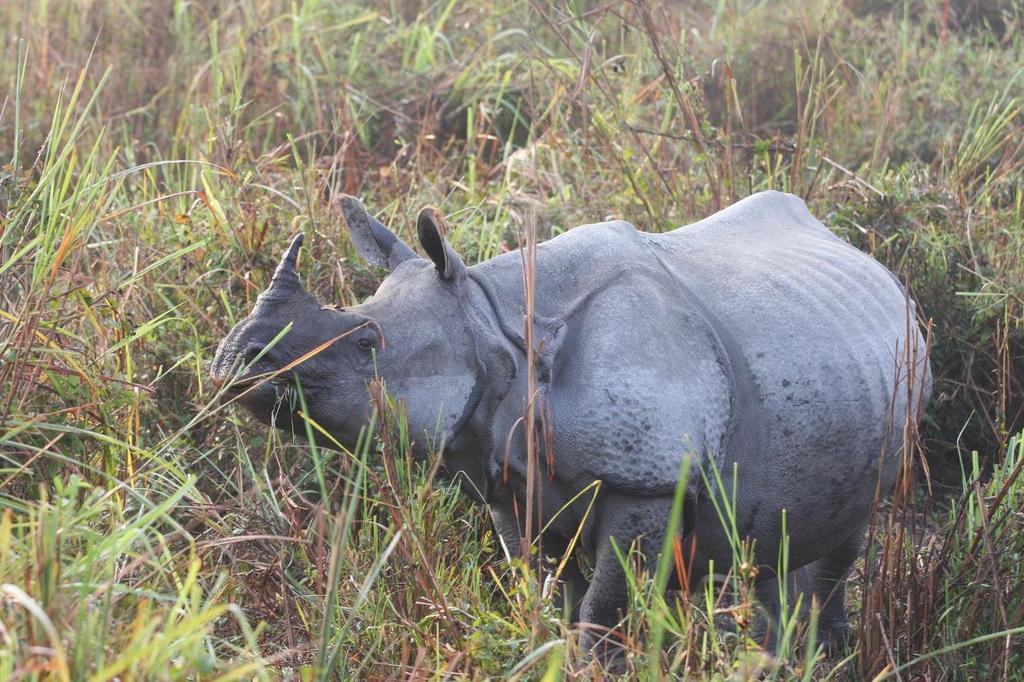 SWED-ASIA TRAVELS WILD LIFE SAFARI I DEN INDISKA VILDA DELSTATEN ASSAM Foto: Kjell Borneland TIGERSAFARI I MANAS- & KAZIRANGA