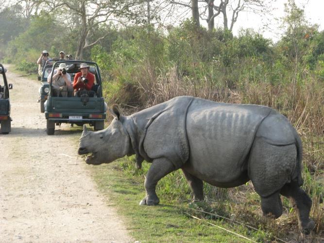 KAZIRANGA NATIONAL PARK har utöver de enhornade noshörningarna en stor population av vilda elefanter som går in i de närliggande byarna och saboterar lokalbefolkningens odlingar.