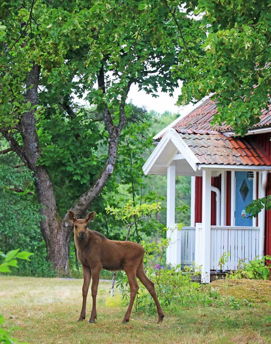 Anders Billing - Hammarö