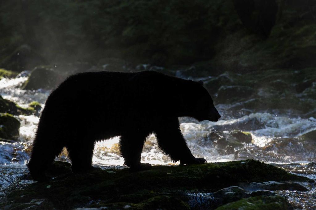 Tomas Gustafsson - Naturfotograferna