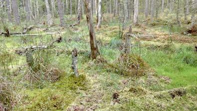 bok och ek. Gran dominerar på de avverkningsanmälda markerna intill den borttagna nyckelbiotopen.