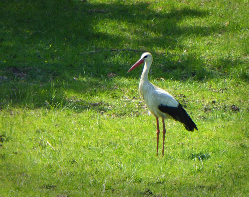 14 Vit stork Ciconia ciconia Allmän. Observerad 7 dagar totalt Vit stork, Polens nationalfågel. Foto: Lennart Hyllengren 15 Rördrom Botaurus stellaris 1 hörd Siemianowka--Reservoir 27.