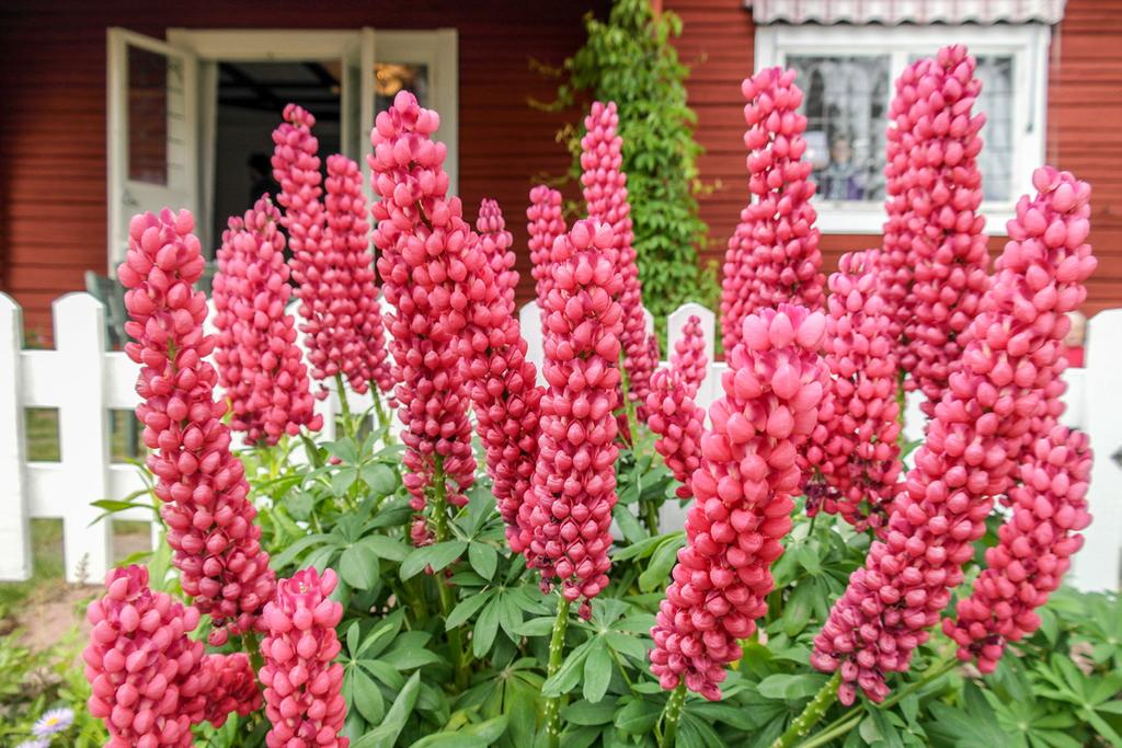 Augusti 2 torsdag 19.00 Konsert i Sammilsdalkyrkan, med Svenskarnas dags flickkör från Minnesota USA. Kollekt. 5 söndag 11.00 Gudstjänst med nattvard i Pingstkyrkan. Predikan, Per Wiman.