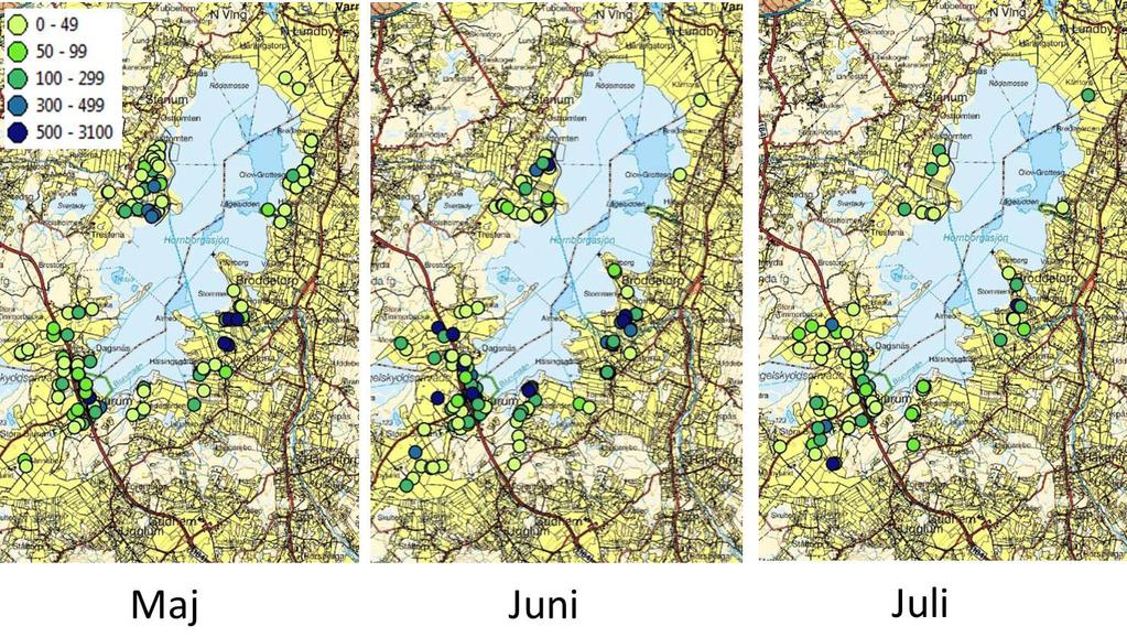 Grågässen i Hornborgasjön och Sörfjärden Under året har veckovisa räkningar från maj till och med juli utförts på åker och betesmark i samarbete med Länsstyrelsen i Västra Götaland.