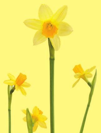 Onsdag 10 april 2019 ANNONSNYTT 9 -Vallonerna Riksförbundet för Social och Mental hälsa Vi bjuder in till Evenemanget Hur kan man bryta ensamhet Tid: Måndag den 15 April klockan 9.00-12.