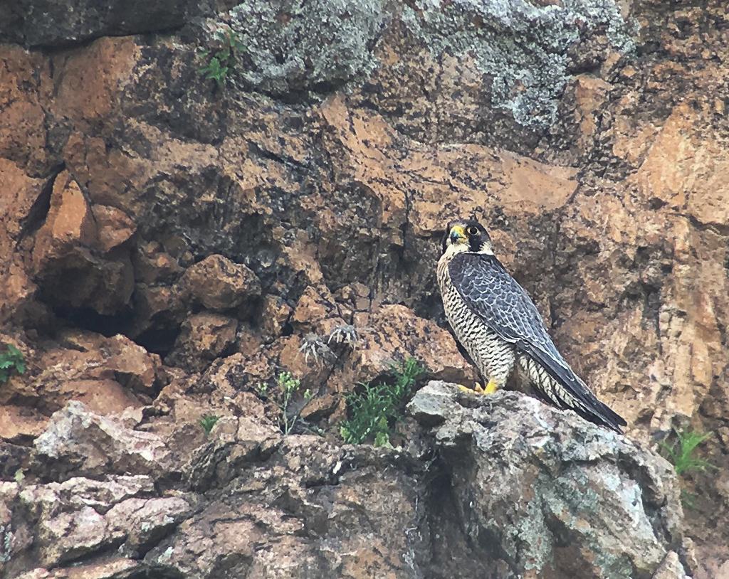 66 Lesser Kestrel Falco naumanni (Rödfalk) 1 Faneromeni 2.5 Det fanns fler rödfalkar i västra delen av ön, men inte just där vi var.