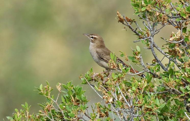 87 Cetti's Warbler Cettia cetti cetti (Cettisångare) 3 längs vägen 30.4, 1 Kalloni Pool 1.5 