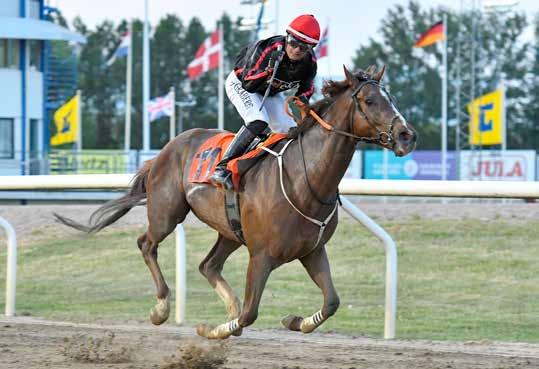 Victor Kalejs Pramms Memorial (L) Gold Tyranny har gått från klarhet till klarhet och segraren i Hurricanelöpning avslutade fjolåret med seger i Fältrittklubbens Jubileumslöpning.