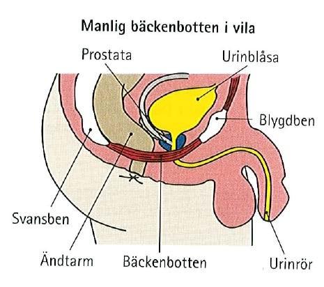 Bäckenbottenträning för män, bilaga 11 Bäckenbotten är en muskelplatta som stödjer underlivsorganen. Den hjälper Dig att kontrollera urin, gaser och avföring.