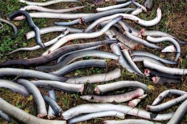 A Baltic fish on the brink of extinction: Will the eel soon be history?