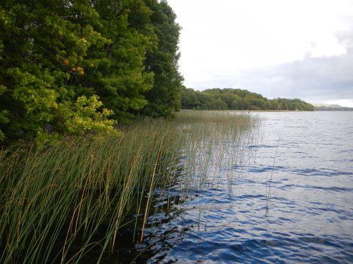 Av den karterade strandlinjen har 60,8% en vegetationstäckning på över 50% (figur 74). Endast 0,3% är helt utan vegetation och 6,6% har en täckningsgrad på mindre än 5%.