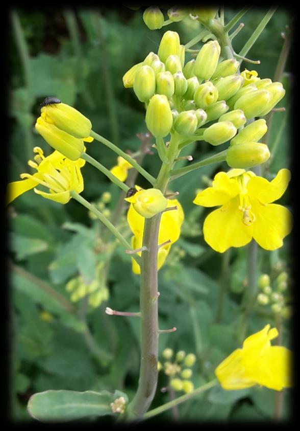 Institutionen för ekologi Rapsbaggen En skadegörare i oljeväxter Litteratursammanställning av rapsbaggen som skadegörare i raps Pollen beetle A pest in oil seed rape A literature