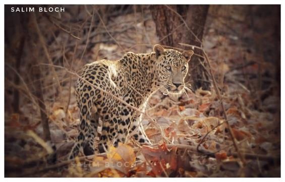 45 och pågår till solnedgången. Leoparden är det största kattdjuret i Jhalana eftersom inga tigrar finns i området.