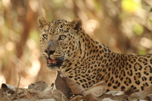 Med lite tur kanske vi får uppleva hur leoparder i Jhalana dagtid jagar sina byte som i huvudsak består av antiloper, apor (langurer), påfåglar och ormar.