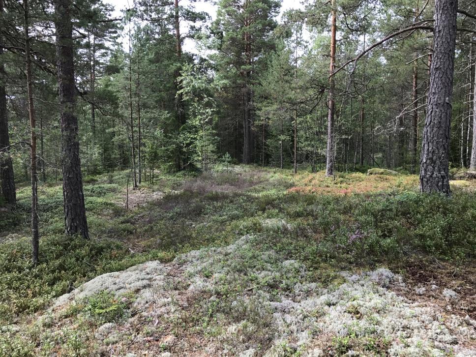 stenålderns senare del, liksom samtida gravar i form av hällkistor. I området återfinns även senare gravar från såväl bronsåldern som järnåldern.