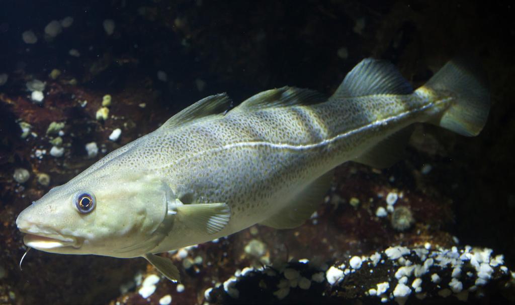 Fråga 6 Cajsa var ute på havet med sin mamma och kom hem med en riktigt stor fisk. Johannes kände inte igen fisken och undrade vad Cajsa fångat. Cajsa gav honom därför fyra kluriga ledtrådar.