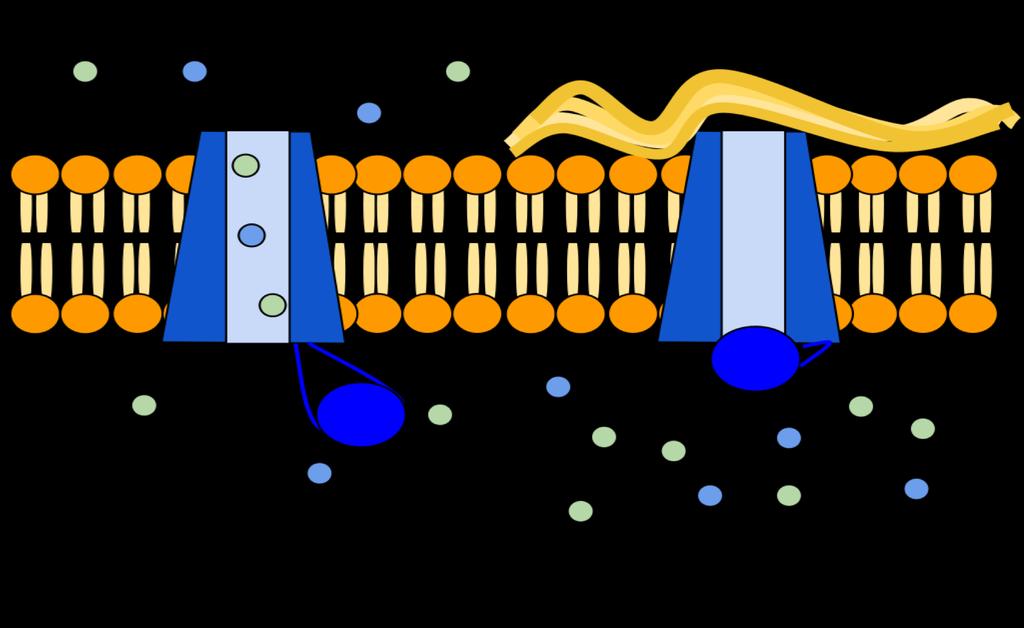 Cystisk fibros innebär att kloridkanalerna (CFTR) inte fungerar som de ska I epitelcellernas cellmembran sitter kloridkanaler som utgörs av ett protein som heter CFTR (cystic fibrosis transmembrane