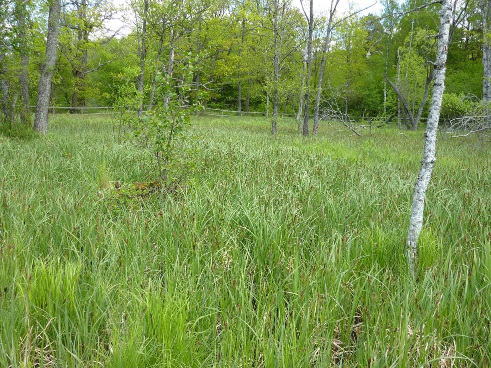 Figur 9. Södersätra våtmark med vegetation främst starrgräs.