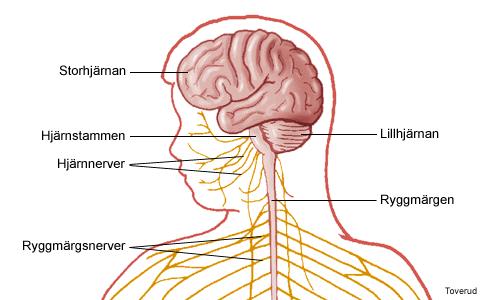 Hjärnan och