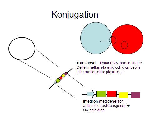 Viktiga steg i resistensutveckling Mutationer eller upptag av