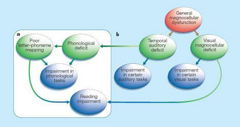 Magnocellular teori Biologisk nivå (Gener) Ectopier Kromosomer/ enstaka gener där man funnit samband till läs- och skrivsvårigheter/ DYX 8 DYX 3 DYX 5 DYX 2 Kognitiv nivå K 1 1p34-p36 K 2 2p15-p16 K
