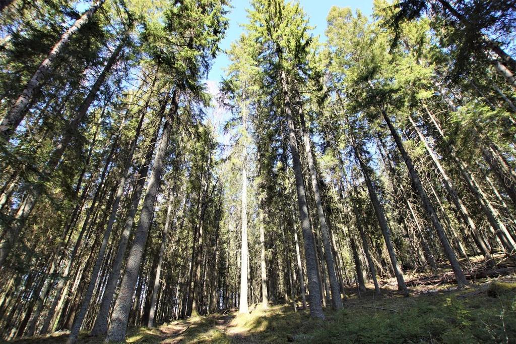 Fastighetsbildning/lantmäterifrågor - Skogsbruksplaner - Skogs ekonomisk rådgivning - Skattefrågor/-optimering