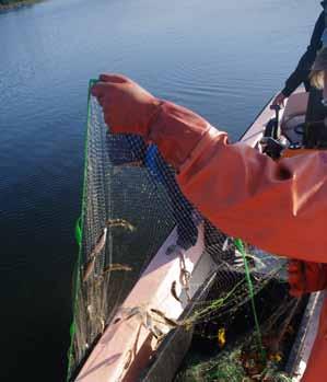 Fisk längs Svealandskusten Noora Mustamäki, SLU Abborren trivdes som fisken i vattnet under den varma sommaren 218.