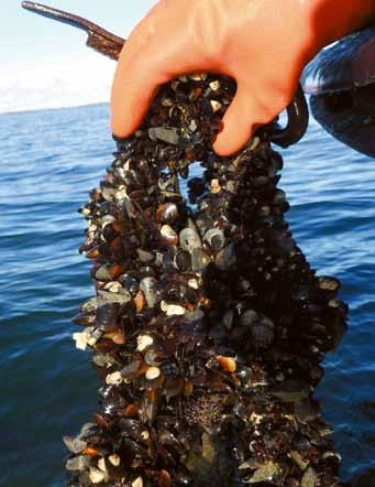 Kan musselodlingar minska övergödningen i Östersjön?