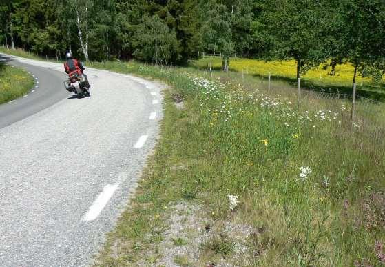 Längs delsträcka 5 finns mycket fina exempel på torrängsflora. På bilden syns bl.a. blommande brudbröd, prästkrage och kvastfibbla.