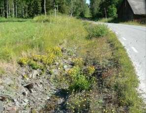 Till vänster: torrängsflora 