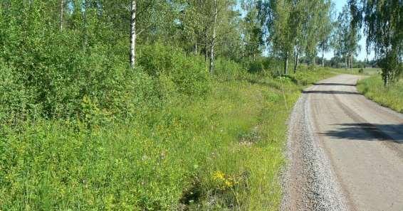 och gökblomster i ytterslänten.