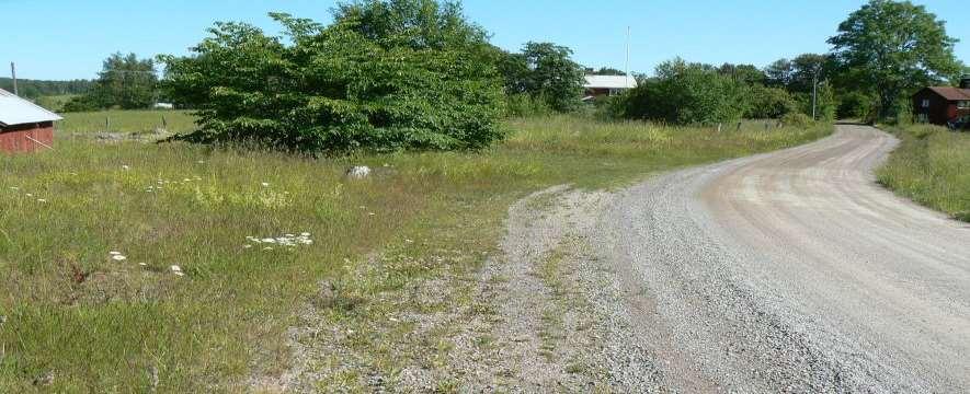 Beskrivning: Vägkant med torrängsflora i närheten av gårdsmiljö.