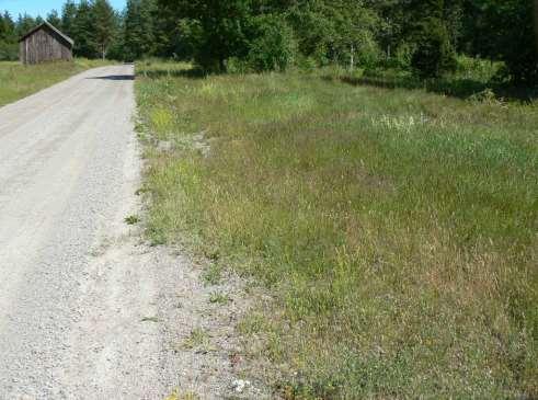 Arter av intresse: Backnejlika (båda sidor), prästkrage, tjärblomster, gråfibbla, jungfrulin, gulmåra, vitmåra, harklöver, gul fetknopp,