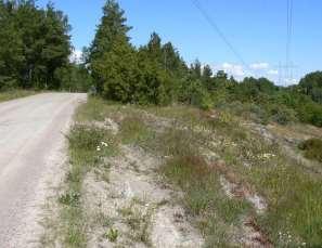 stagg, ärenpris, klofibbla, tjärblomster, svartbräken, stenbräken. Till vänster: berg i dagen på västra sidan vägen.