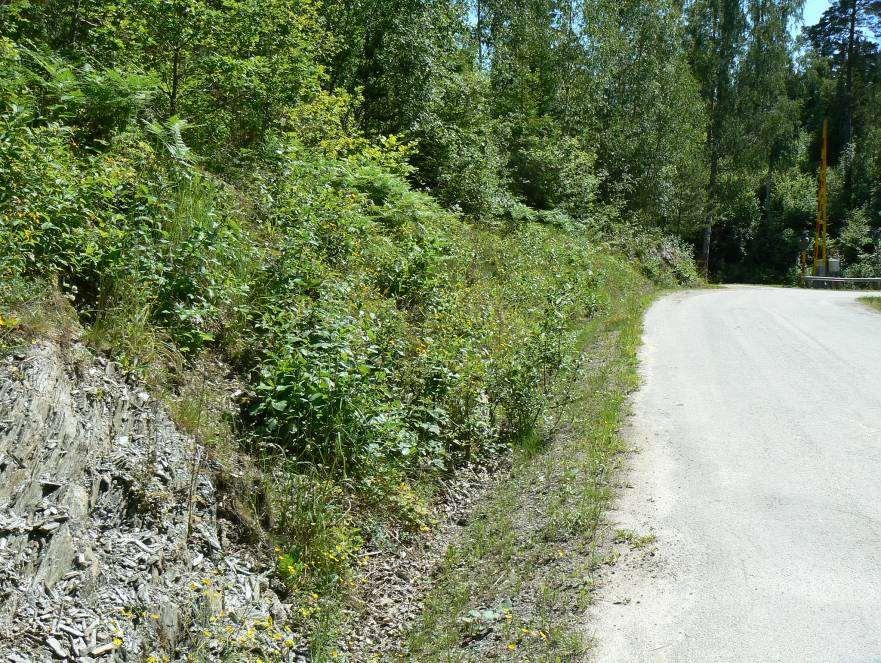 Vägkant med synlig kalklerskiffer öster om vägen