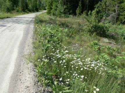 Svagt sluttande vägkanter utan egentlig ytterslänt. Rikligt med prästkrage och på sina ställen även rikligt med jungfrulin.