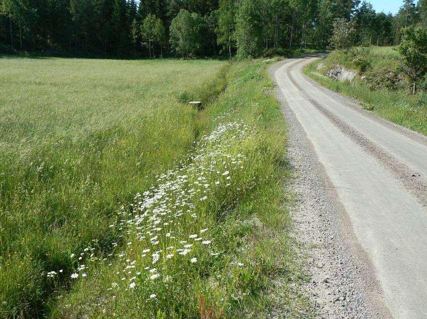 Delsträcka 46 intressant vägkant i övrigt Läge: Strax norr om Blideberget. En delsträcka ingår, östra sidan vägen. Beskrivning: Ganska rikligt med prästkrage i kanten av åkermark.